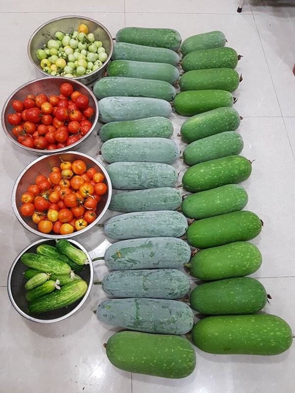Khu vườn 60m2 đủ loại rau của mẹ Hải Phòng mà bất cứ ai cũng ao ước