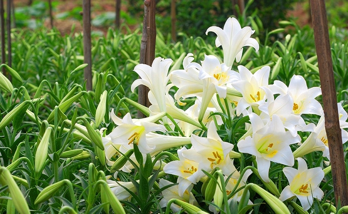 Mẹ bầu tránh xa 7 loại hoa sau ngay nếu không muốn sảy thai, sinh non