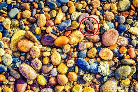 Thử tài tinh mắt: Tìm đồ vật khác biệt đang ẩn nấp trong những bức ảnh