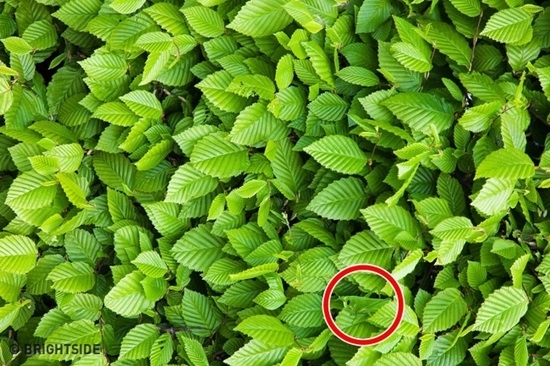 Thử tài tinh mắt: Tìm đồ vật khác biệt đang ẩn nấp trong những bức ảnh