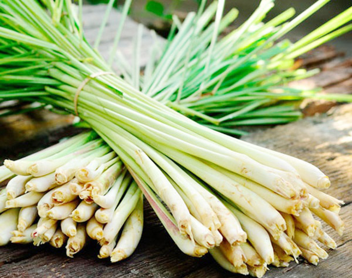 Lợi ích của cây sả: Ngừa ung thư, chữa đau bụng
