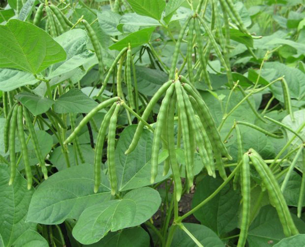 9 loại cây giải độc trong lúc nguy cấp mà bạn cần ghi nhớ