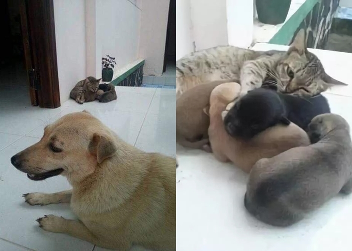 Ảnh vui tuần qua: Kĩ năng sinh tồn tại Hà Nội, cách F.A đi xem phim