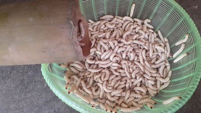 Bạn đã biết về những món đặc sản với nguyên liệu là sâu này chưa?