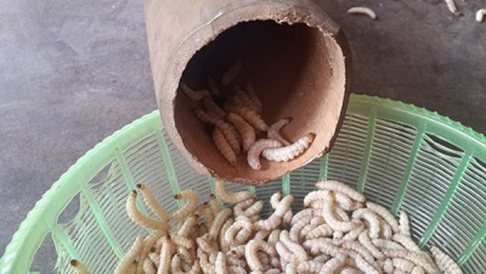 Bạn đã biết về những món đặc sản với nguyên liệu là sâu này chưa?