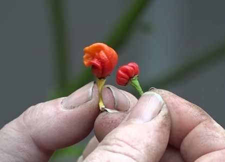 Giống ớt “hơi thở của rồng”, chớ dại nếm thử nếu không muốn thở ra lửa