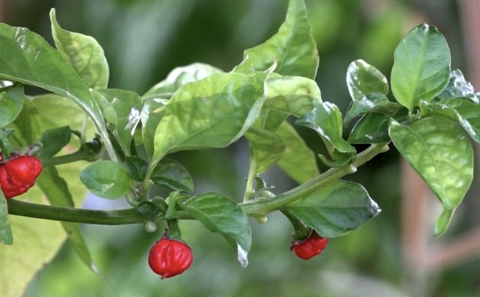 Giống ớt “hơi thở của rồng”, chớ dại nếm thử nếu không muốn thở ra lửa