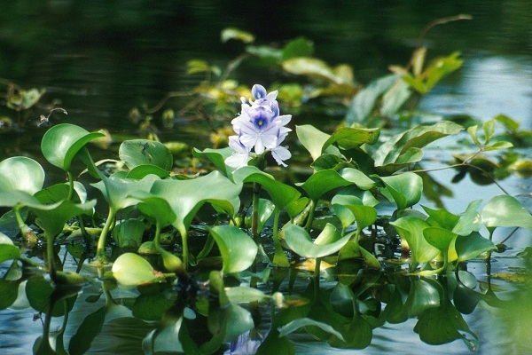 Những thứ rẻ như cho ở Việt Nam lại có giá triệu đồng tại nước ngoài.
