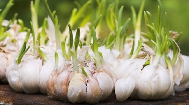Tưởng vứt đi nhưng 4 thực phẩm này lại cho giá trị cực cao khi mọc mầm