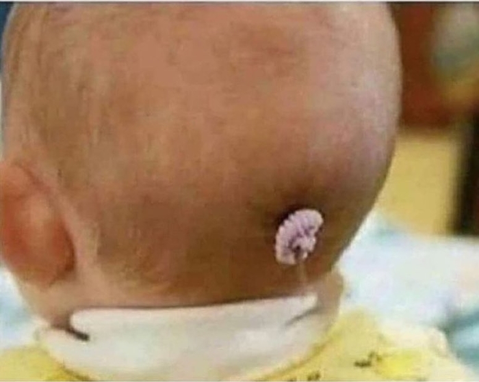 Ảnh vui tuần qua: Mẫu gà bên cúc họa mi, sen - boss cười hở răng