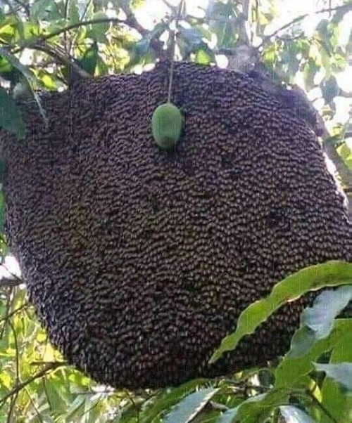 Ảnh vui tuần qua: Mẫu gà bên cúc họa mi, sen - boss cười hở răng