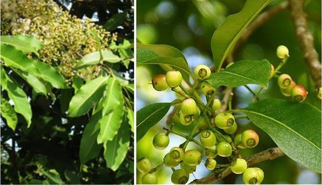 Cây vối - kháng sinh tự nhiên ít ai biết và cách sử dụng đúng cách