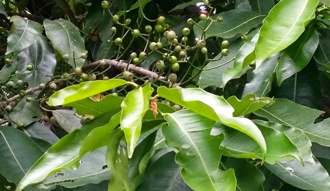 Cây vối - kháng sinh tự nhiên ít ai biết và cách sử dụng đúng cách