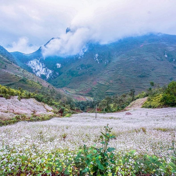 Tháng 11 rồi, đừng quên đến Hà Giang tham gia lễ hội hoa tam giác mạch