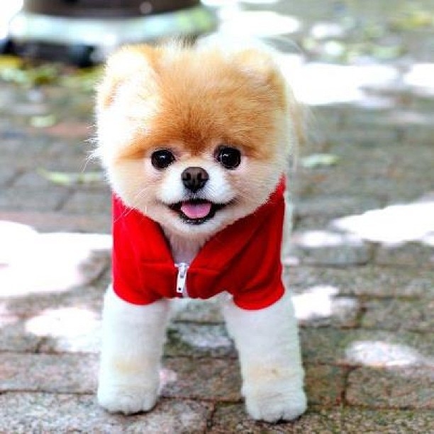 Top “rich pet” giàu nhất thế giới, sở hữu tài sản cả trăm triệu đô