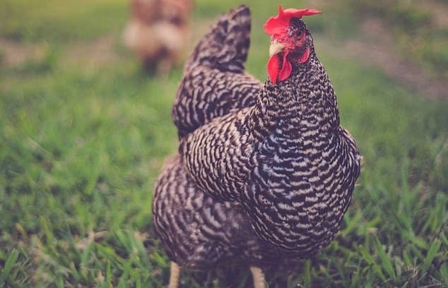 Top “rich pet” giàu nhất thế giới, sở hữu tài sản cả trăm triệu đô
