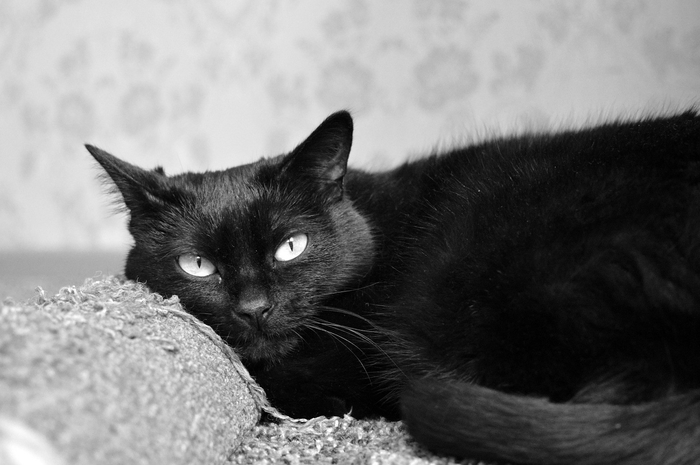 Top “rich pet” giàu nhất thế giới, sở hữu tài sản cả trăm triệu đô