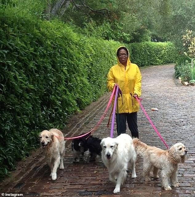 Top “rich pet” giàu nhất thế giới, sở hữu tài sản cả trăm triệu đô