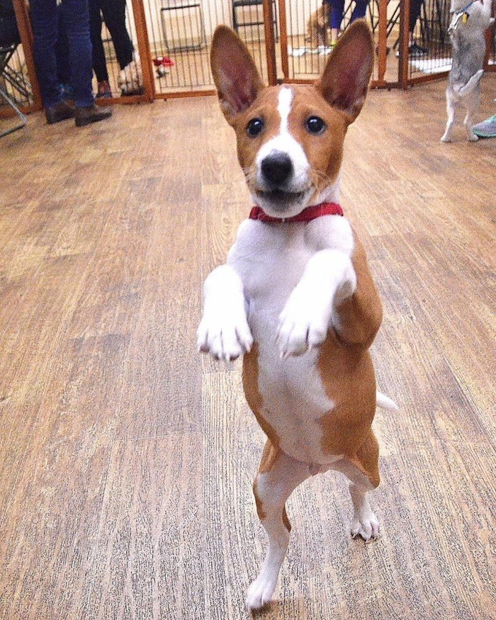 10 giống chó cute nhưng không nên nuôi trong nhà có trẻ nhỏ