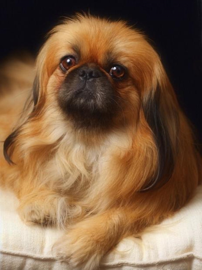 10 giống chó cute nhưng không nên nuôi trong nhà có trẻ nhỏ