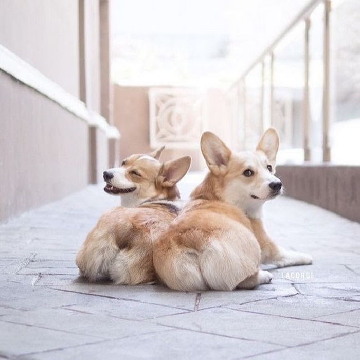 10 giống chó cute nhưng không nên nuôi trong nhà có trẻ nhỏ