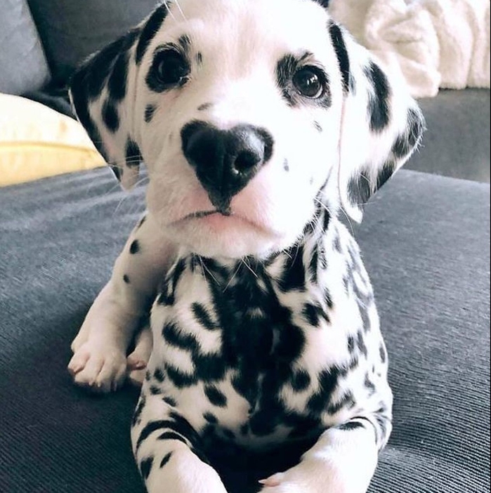 10 giống chó cute nhưng không nên nuôi trong nhà có trẻ nhỏ