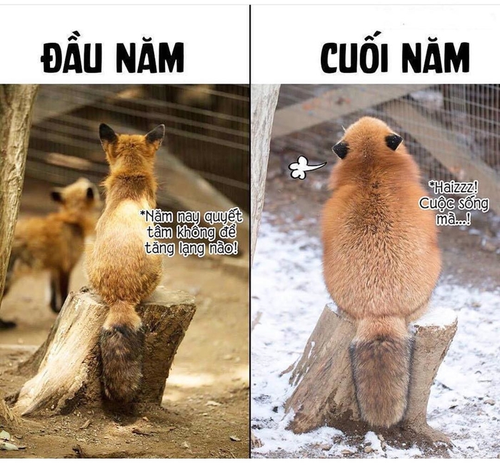 Ảnh vui tuần qua: Ra đường nhớ né ninja, đỉnh cao của làm việc nhóm