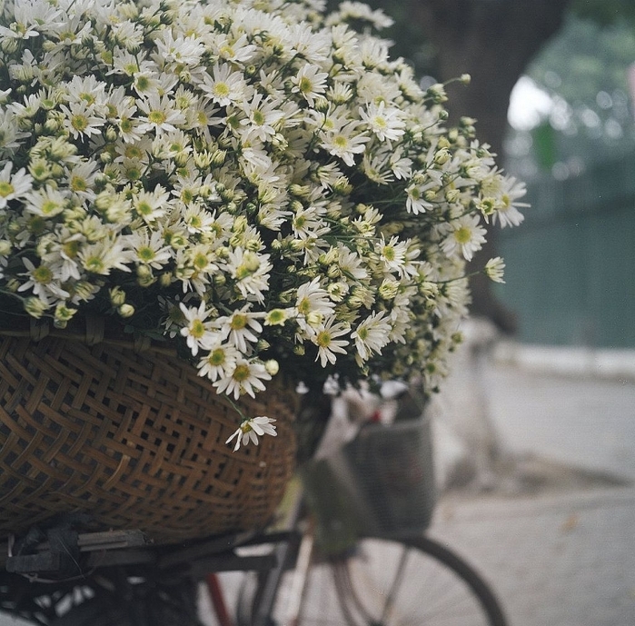 Chẳng áo gấm váy hoa, những “người mẫu” này vẫn rực rỡ cùng cúc hoạ mi
