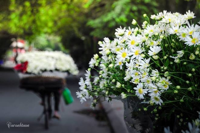 Chẳng áo gấm váy hoa, những “người mẫu” này vẫn rực rỡ cùng cúc hoạ mi