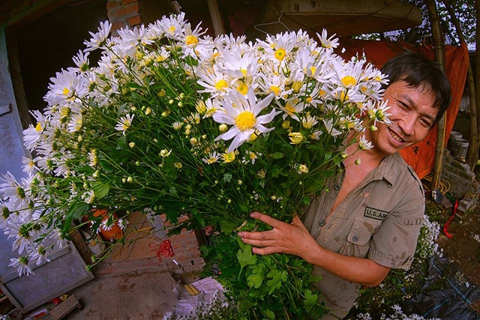 Chẳng áo gấm váy hoa, những “người mẫu” này vẫn rực rỡ cùng cúc hoạ mi