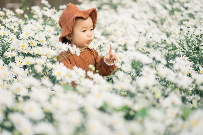 Hình ảnh em bé bên cúc họa mi siêu đáng yêu