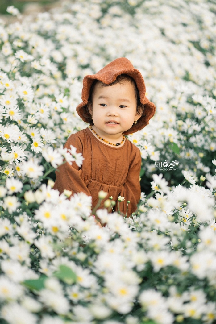 Hình ảnh em bé bên cúc họa mi siêu đáng yêu