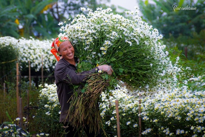 Chẳng áo gấm váy hoa, những “người mẫu” này vẫn rực rỡ cùng cúc hoạ mi