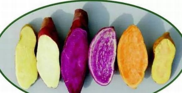 Kết quả hình ảnh cho khoai lang Äá»§ mà u