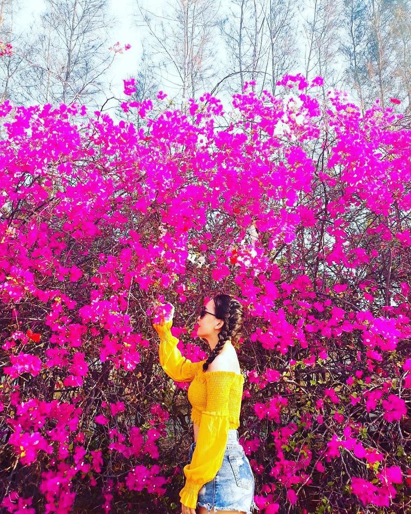 Săn lùng dàn hoa giấy sống ảo đẹp mê hồn ở đà lạt