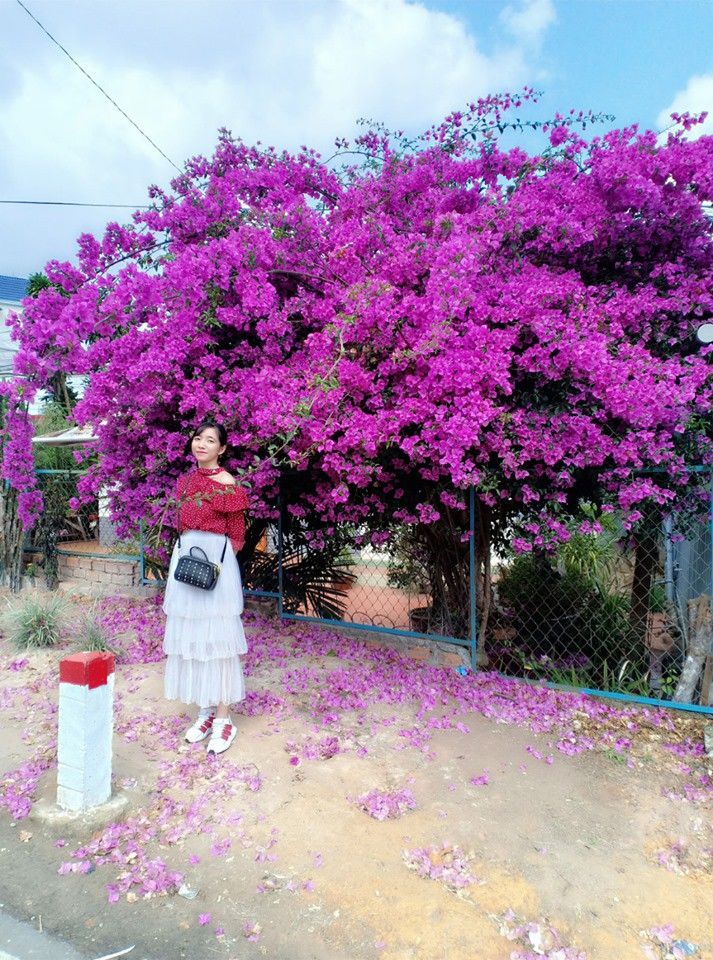 Săn lùng dàn hoa giấy sống ảo đẹp mê hồn ở đà lạt