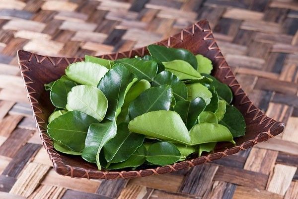 Sốc: Lá chanh ở Việt Nam chỉ để ăn với thịt gà luộc, sang Châu Âu bán 6,3 triệu đồng/kg - Ảnh 2. Sốc: Lá chanh ở Việt Nam chỉ để ăn với thịt gà luộc, sang Châu Âu bán 6,3 triệu đồng/kg - Ảnh 2.