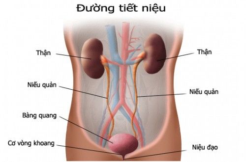 Làm gì để đương đầu với ung thư đường tiết niệu? - Ảnh 1. Làm gì để đương đầu với ung thư đường tiết niệu? - Ảnh 1.