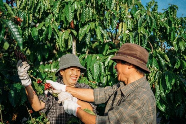 Bộ ảnh dung dị của vợ chồng U60 trên nương cà phê qua ống kính của một người đặc biệt 1