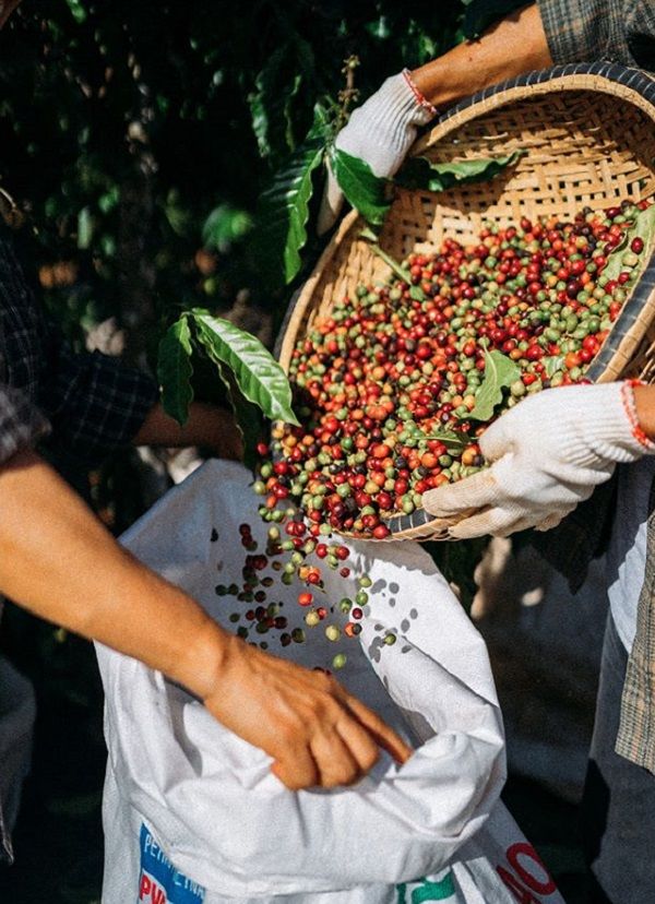 Những khoảnh khắc quen thuộc làm cho những ký ức thời thơ ấu gắn với quả cà phê ùa về