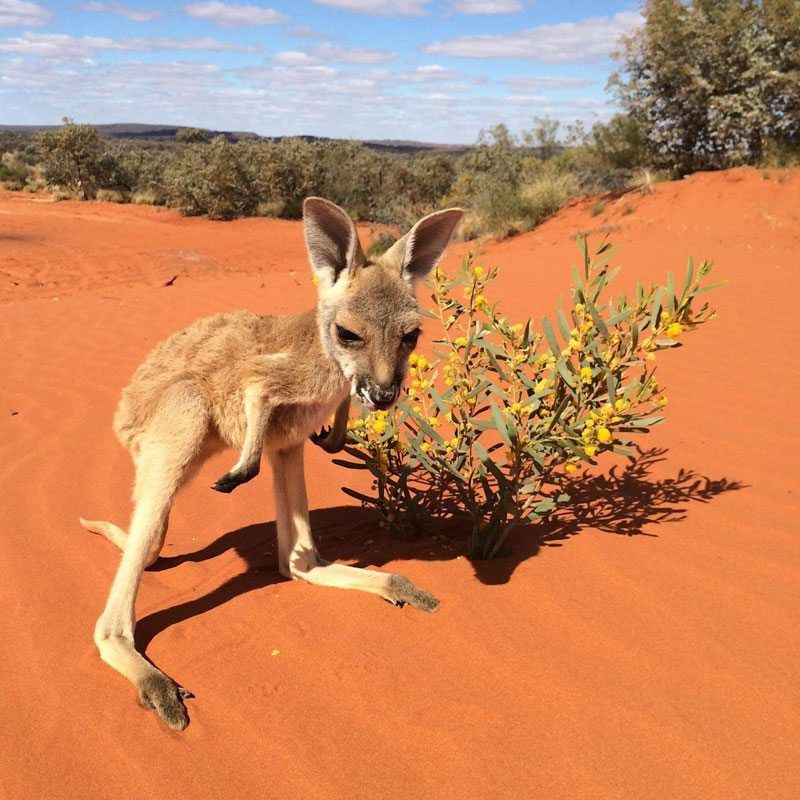 Cô kangaroo được giải cứu, mỗi ngày đều ôm tình nguyện viên để cảm ơn