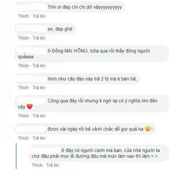 Bí ẩn về cây mai khủng nhất Việt Nam, trả 2 tỷ không bán