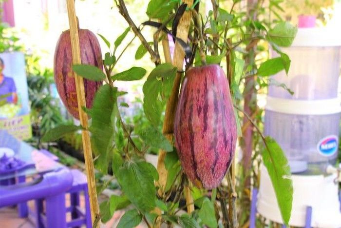 Lão nông gây sốt cộng đồng mạng với sở thích màu tím quái lạ