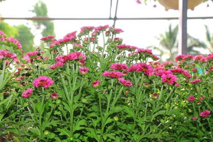 Lão nông gây sốt cộng đồng mạng với sở thích màu tím quái lạ