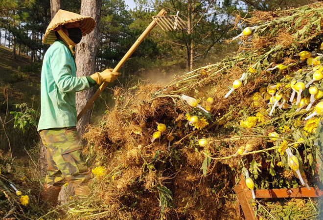Nông dân Đà Lạt xót xa nhổ bỏ cả cánh đồng hoa cúc vì ế ẩm, rớt giá