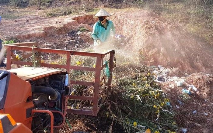 Nông dân Đà Lạt xót xa nhổ bỏ cả cánh đồng hoa cúc vì ế ẩm, rớt giá