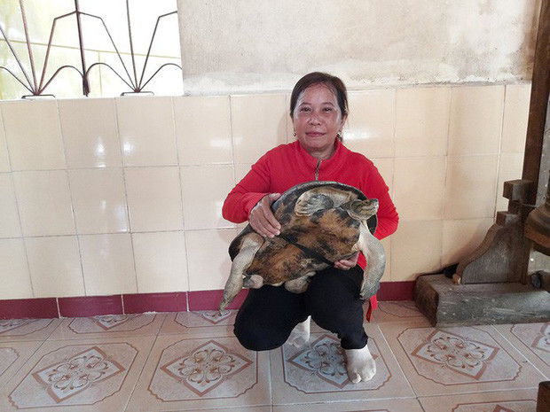 Kỳ lạ cụ rùa hơn trăm tuổi ở miền Tây biết... nghe kinh, ăn chay và giữ cửa
