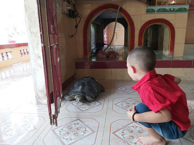 Kỳ lạ cụ rùa hơn trăm tuổi ở miền Tây biết... nghe kinh, ăn chay và giữ cửa