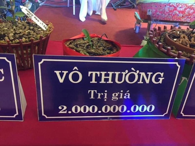 Buôn lan tiền tỷ: 1 mầm xanh 2 tỷ, lan đột biến gen giá càng đỉnh