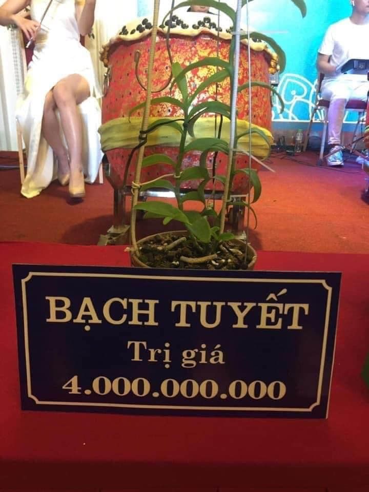 Buôn lan tiền tỷ: 1 mầm xanh 2 tỷ, lan đột biến gen giá càng đỉnh